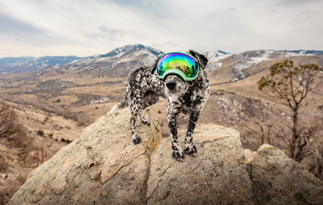 Tails on the Trails: Shaping a Bond Through Outdoor Adventures
