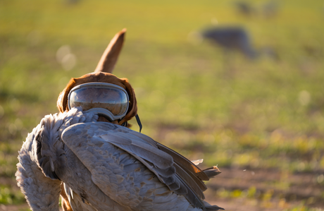 Meet Dirty Texas Outfitters and Their Team of Hunting Dogs