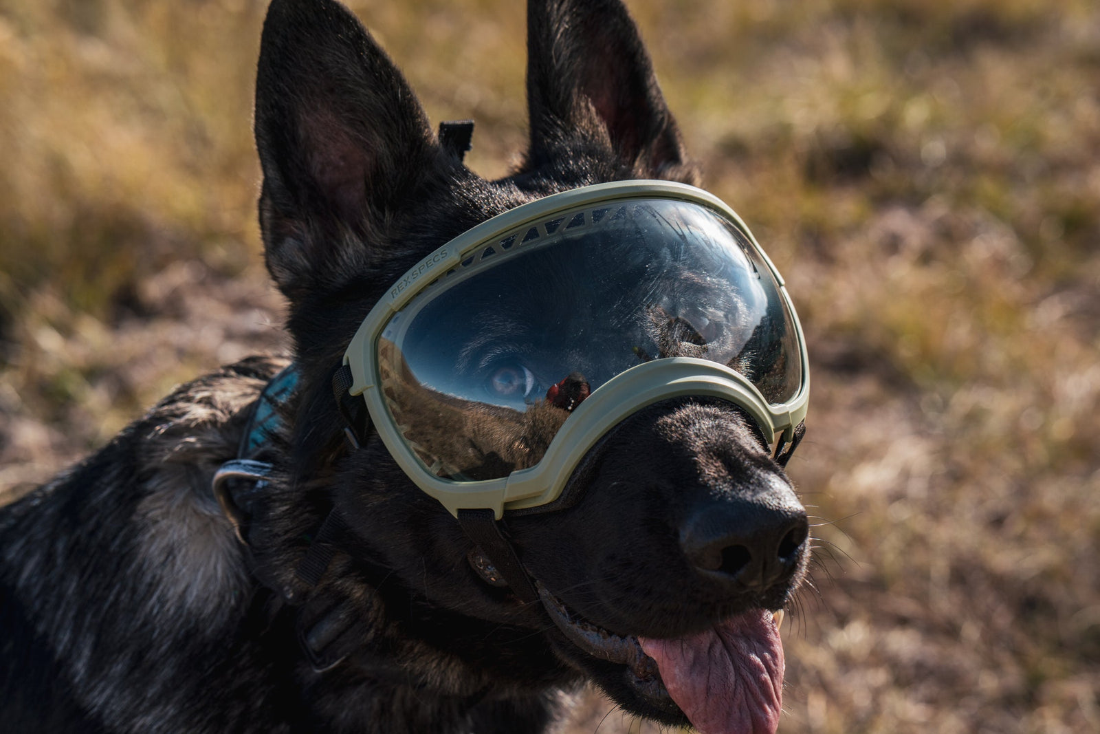 Understanding Pannus in Dogs: What It Is and How to Protect Your Pup’s Eyesight