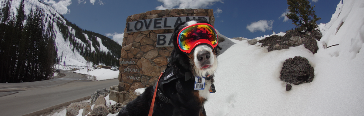 Meet Parker: Loveland Ski Area's Ambassador Dog | Rex Specs