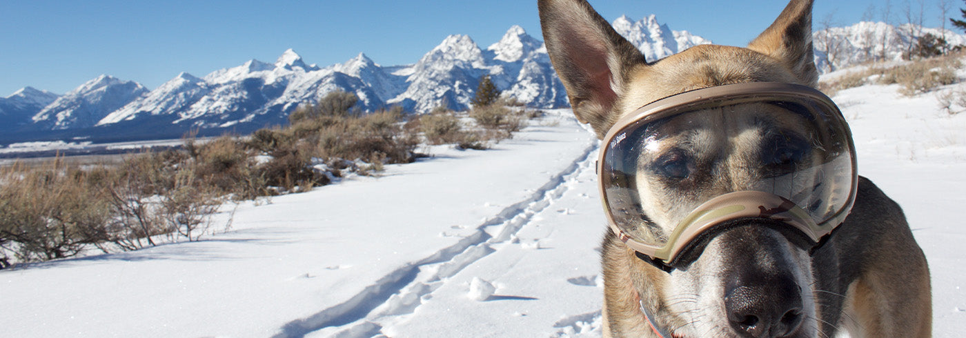 Pannus eye condition in a dog