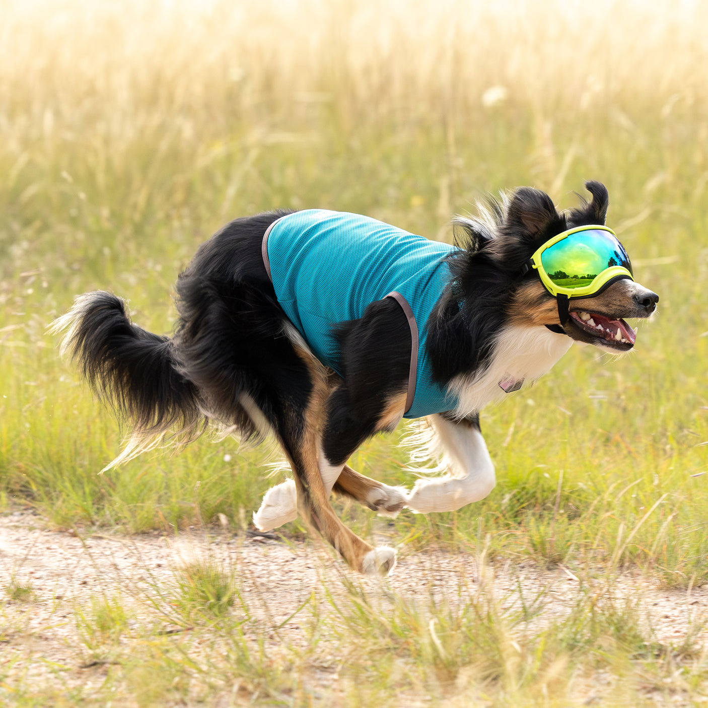 Cooling Dog Vest