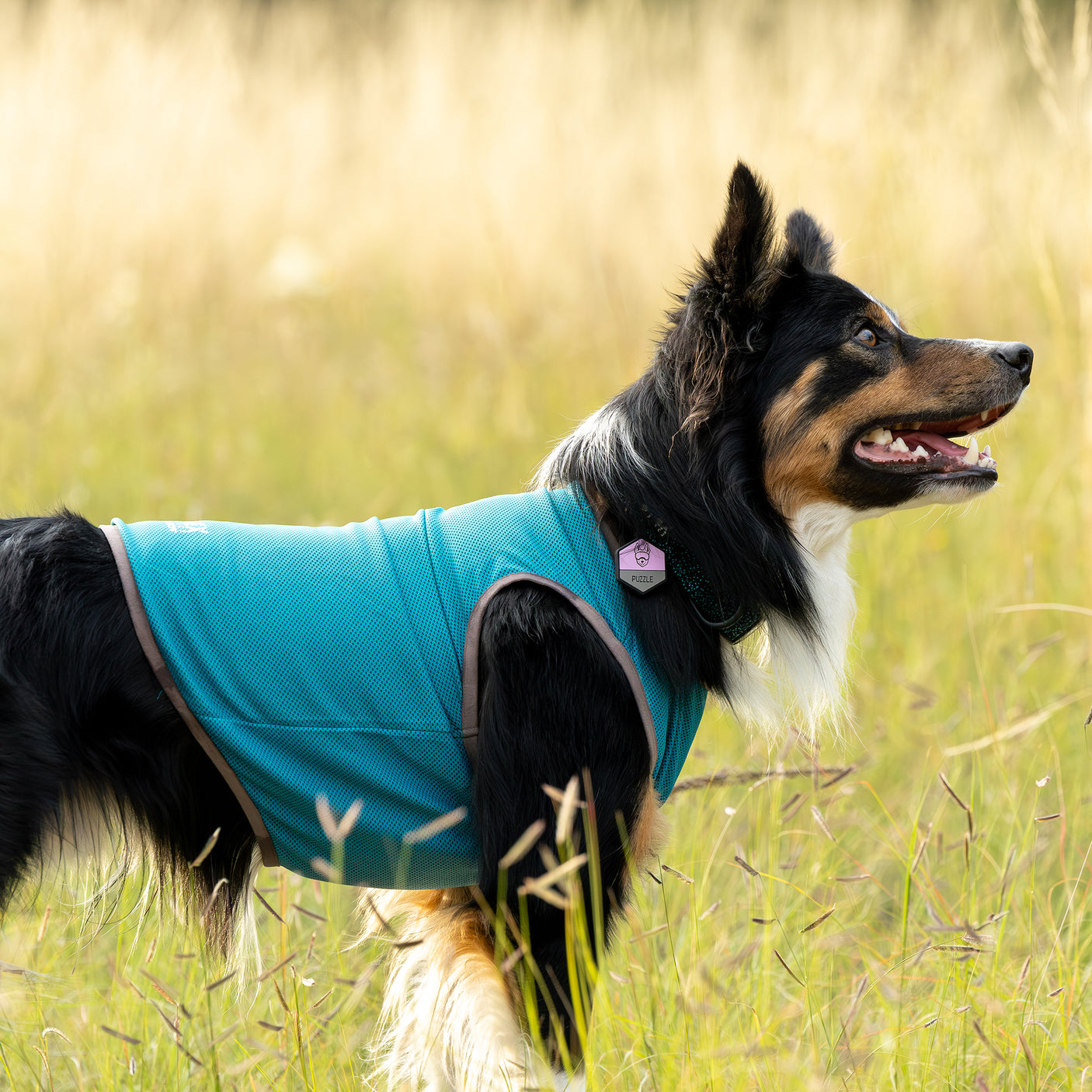 Cooling Dog Vest