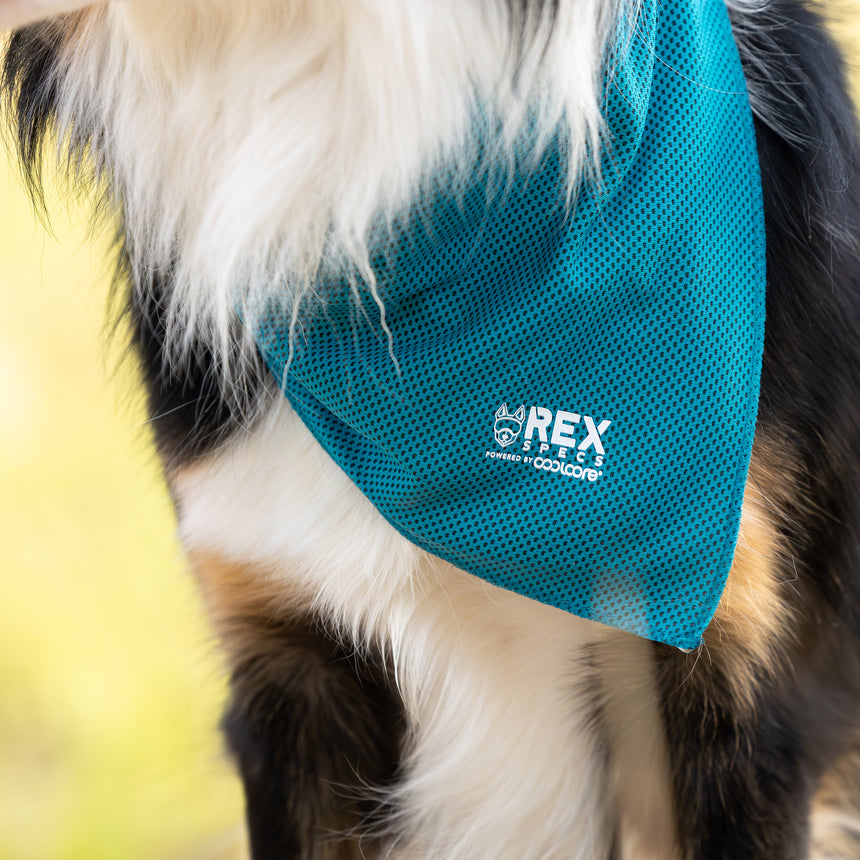 Cooling Dog Bandana