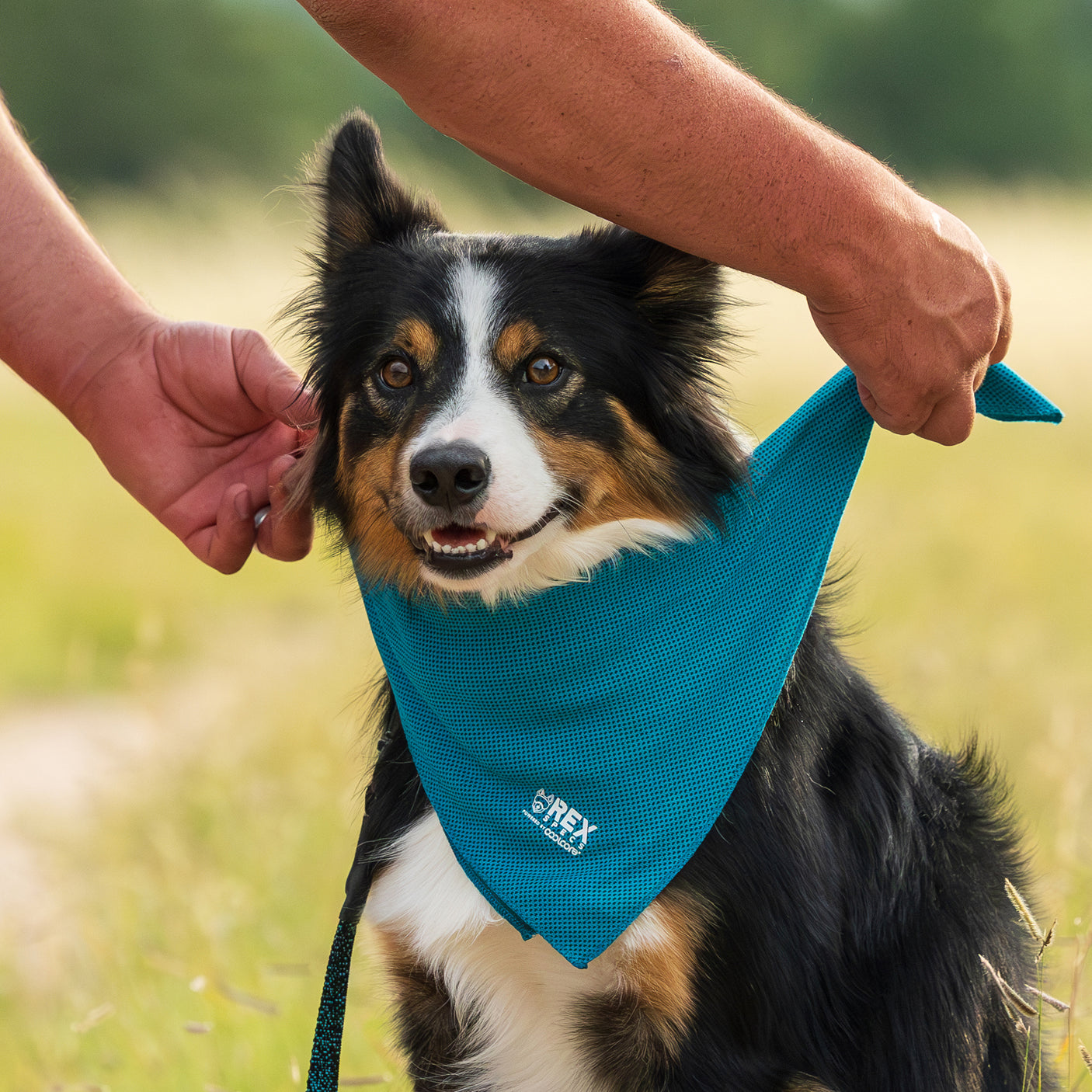 Cooling Dog Bandana