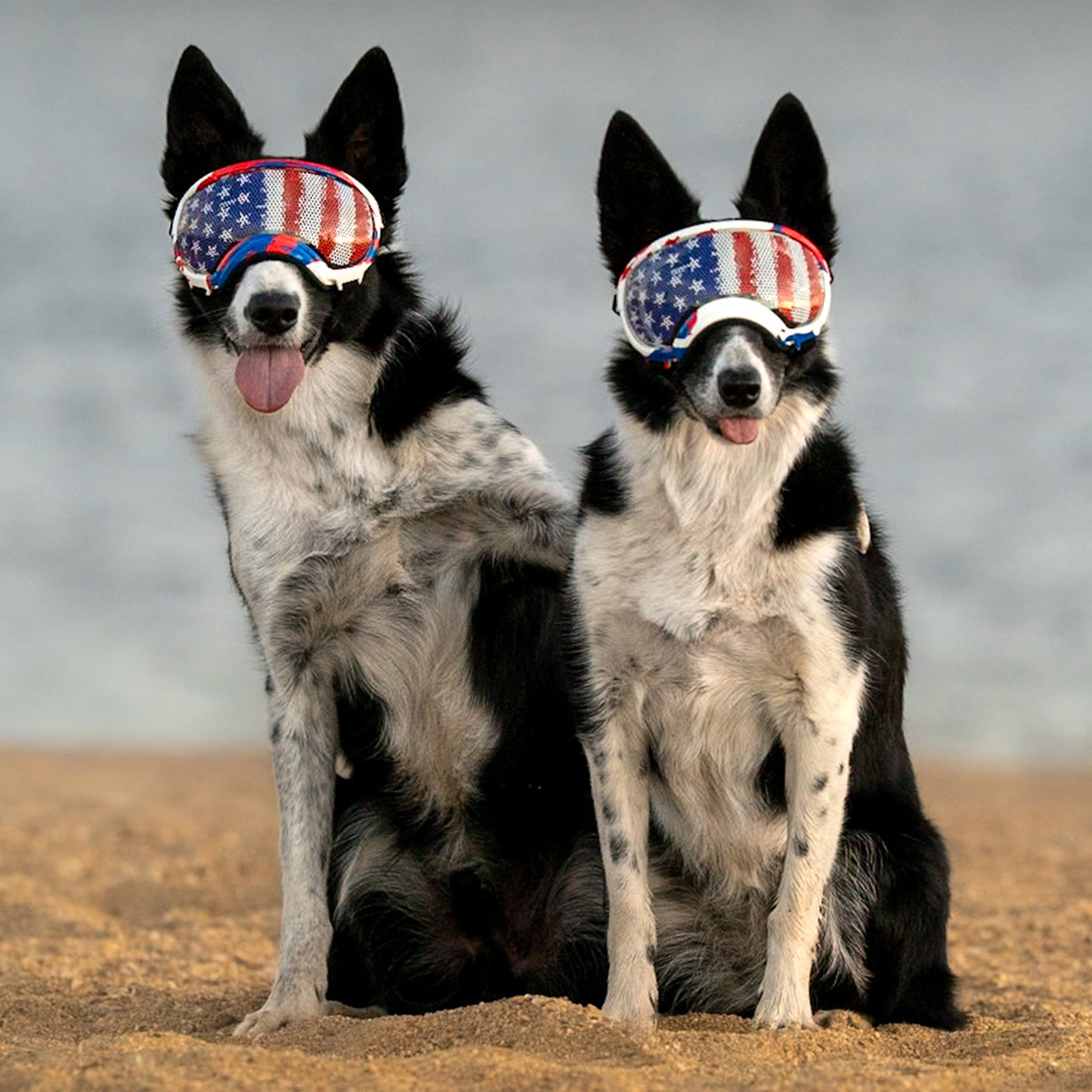 Goggles for Dogs - V2