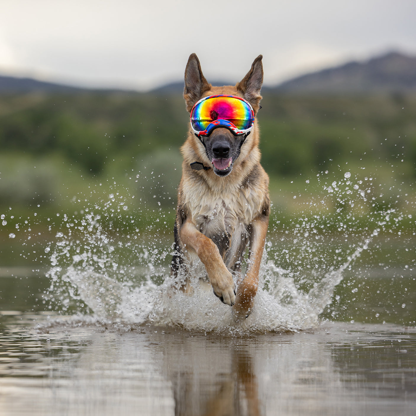 Goggles for Dogs - V2