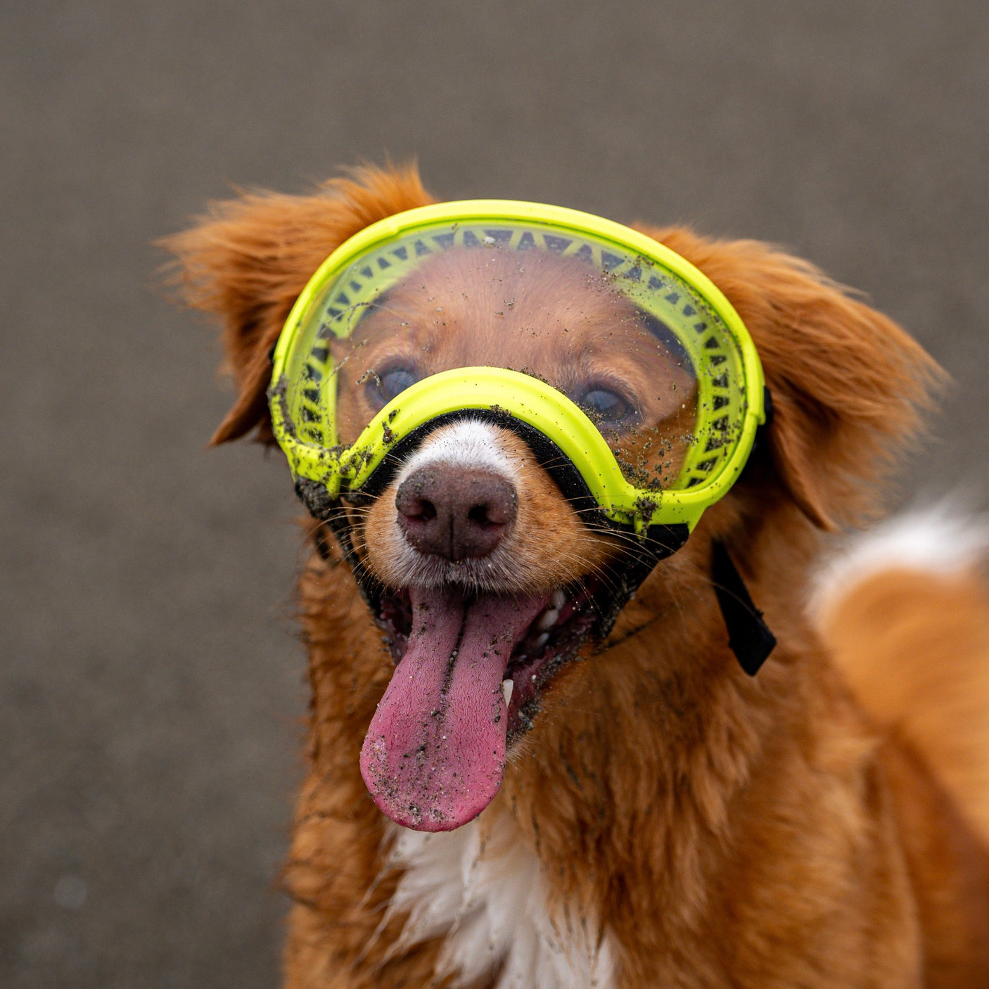 Goggles for Dogs - V2