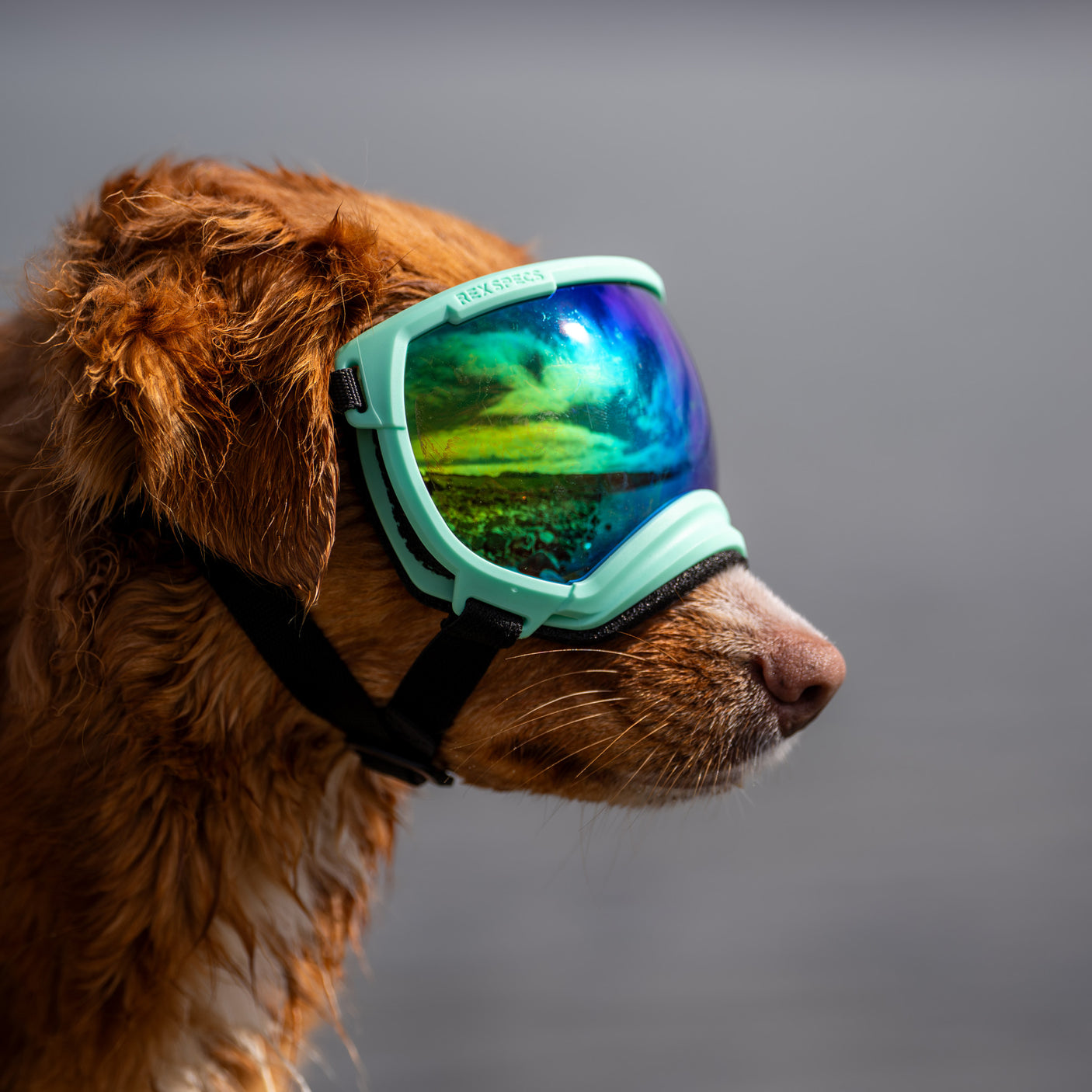 Goggles for Dogs - V2