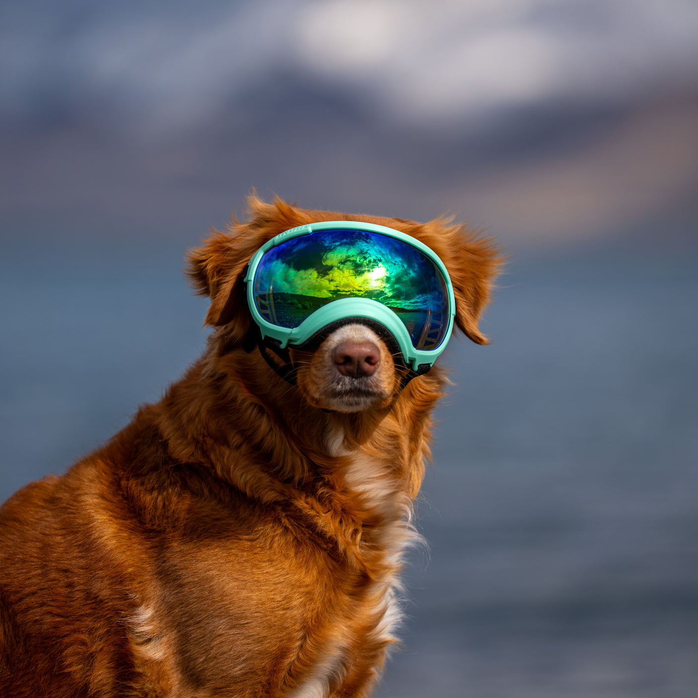 Goggles for Dogs - V2