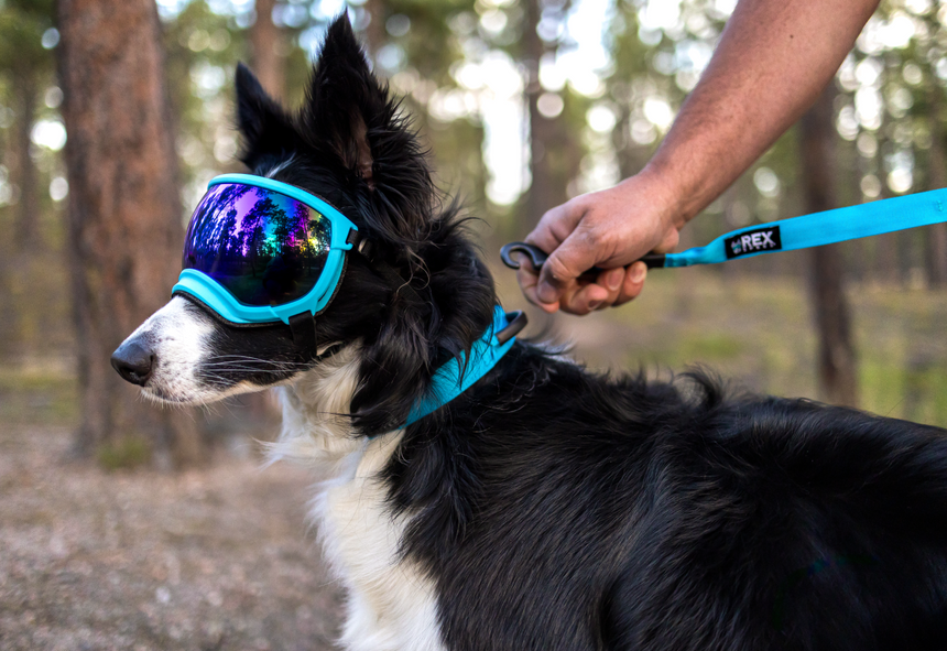 Bighorn Blue Trailhead Collar in-use