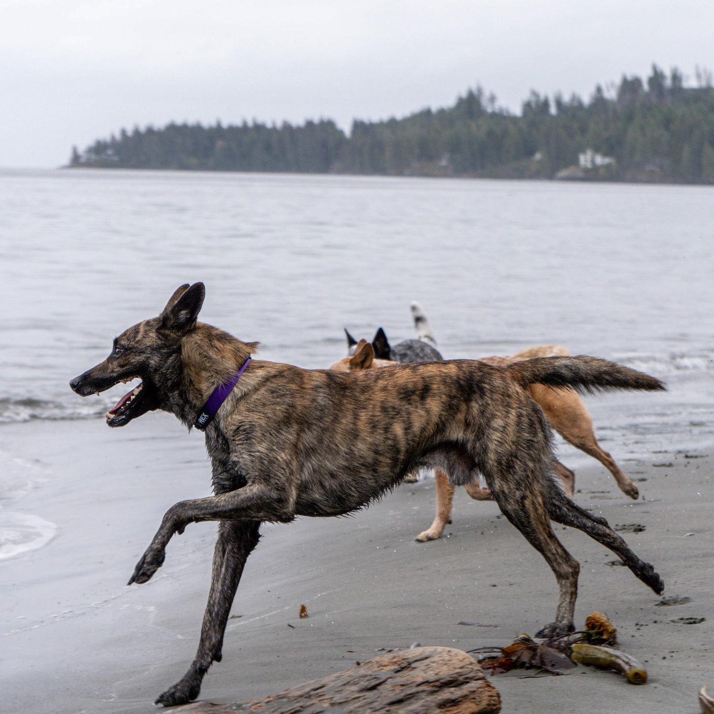 Trailhead Collar