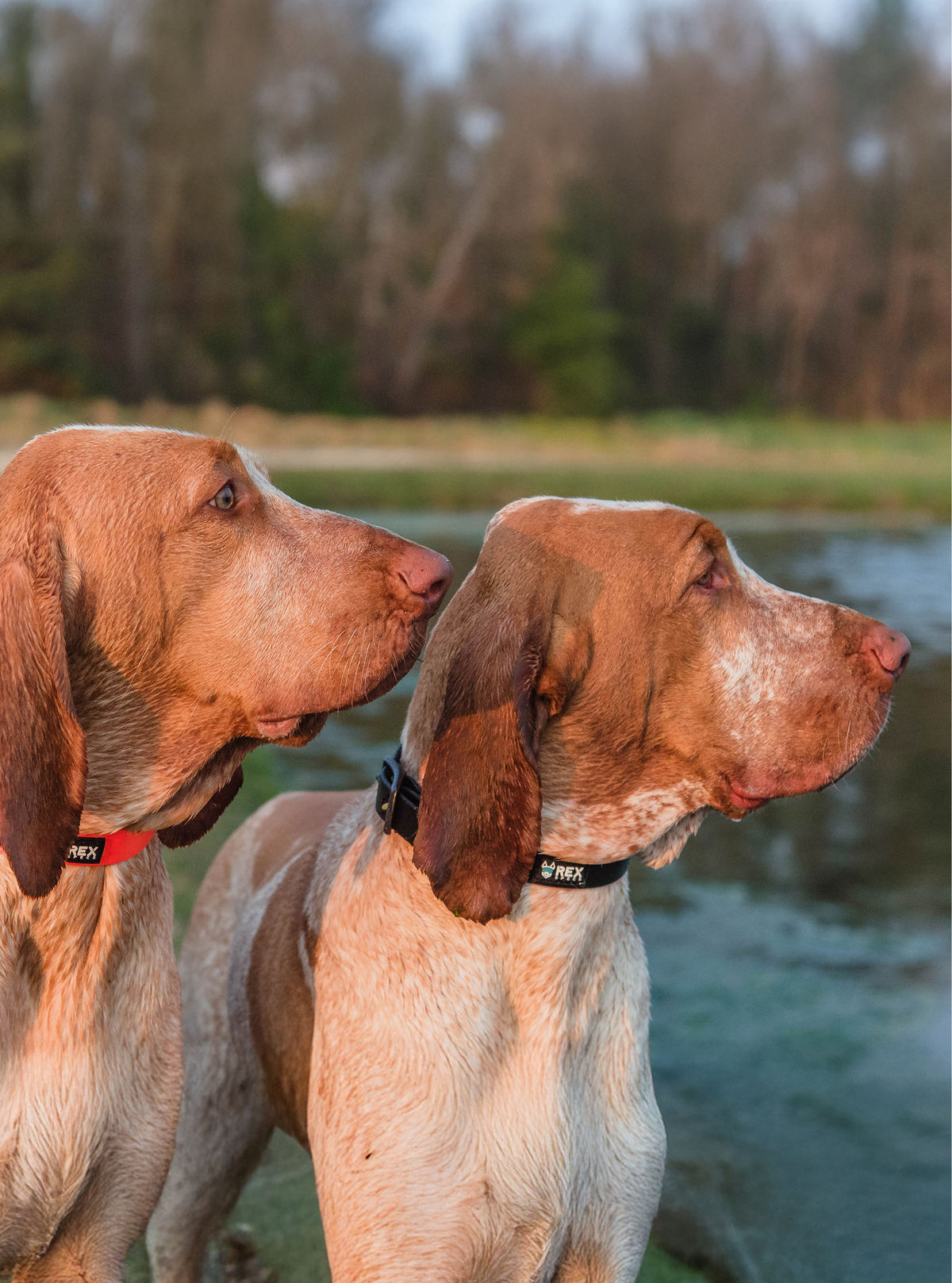 Weather-Resistant Brahma Collar