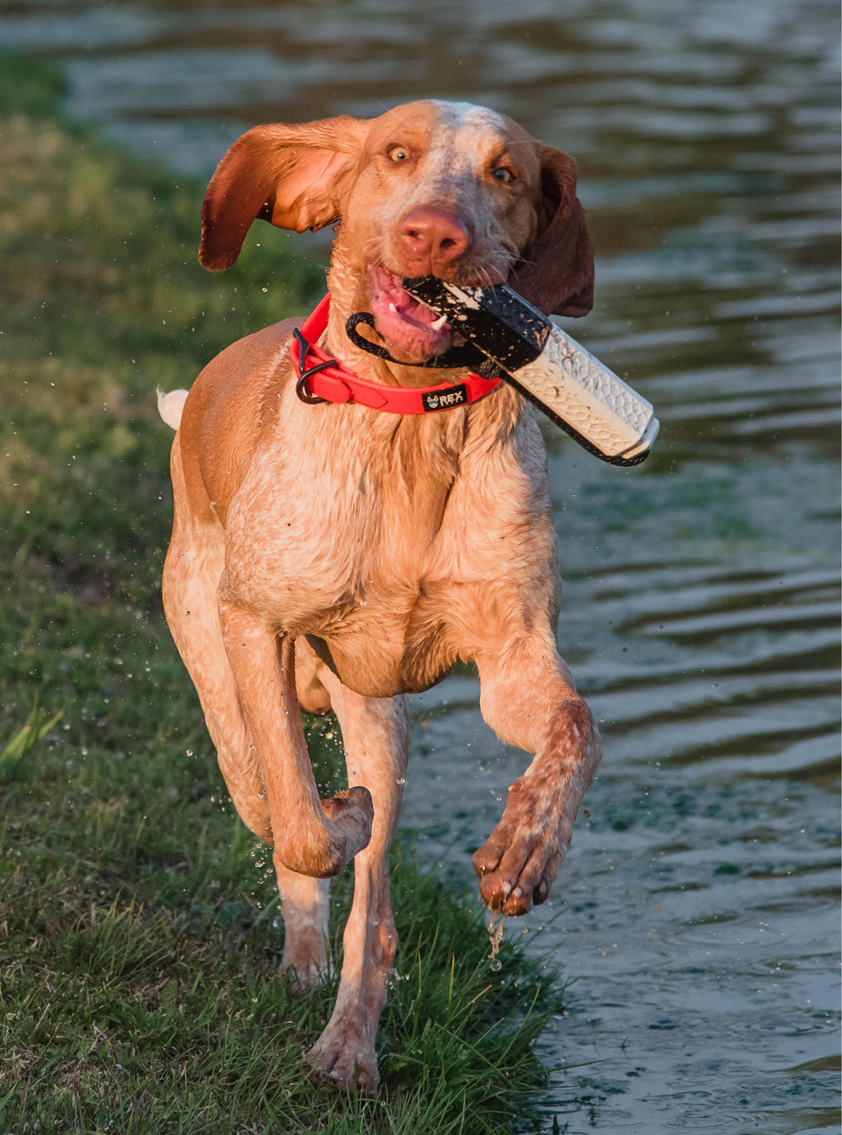 Weather-Resistant Brahma Collar