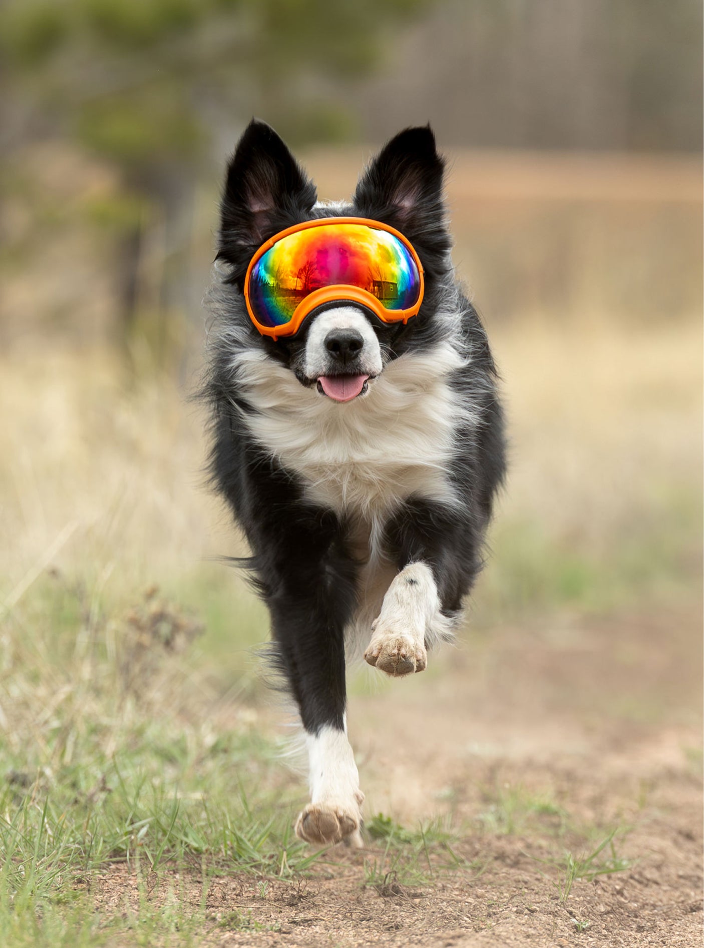 Goggles for Dogs - V2