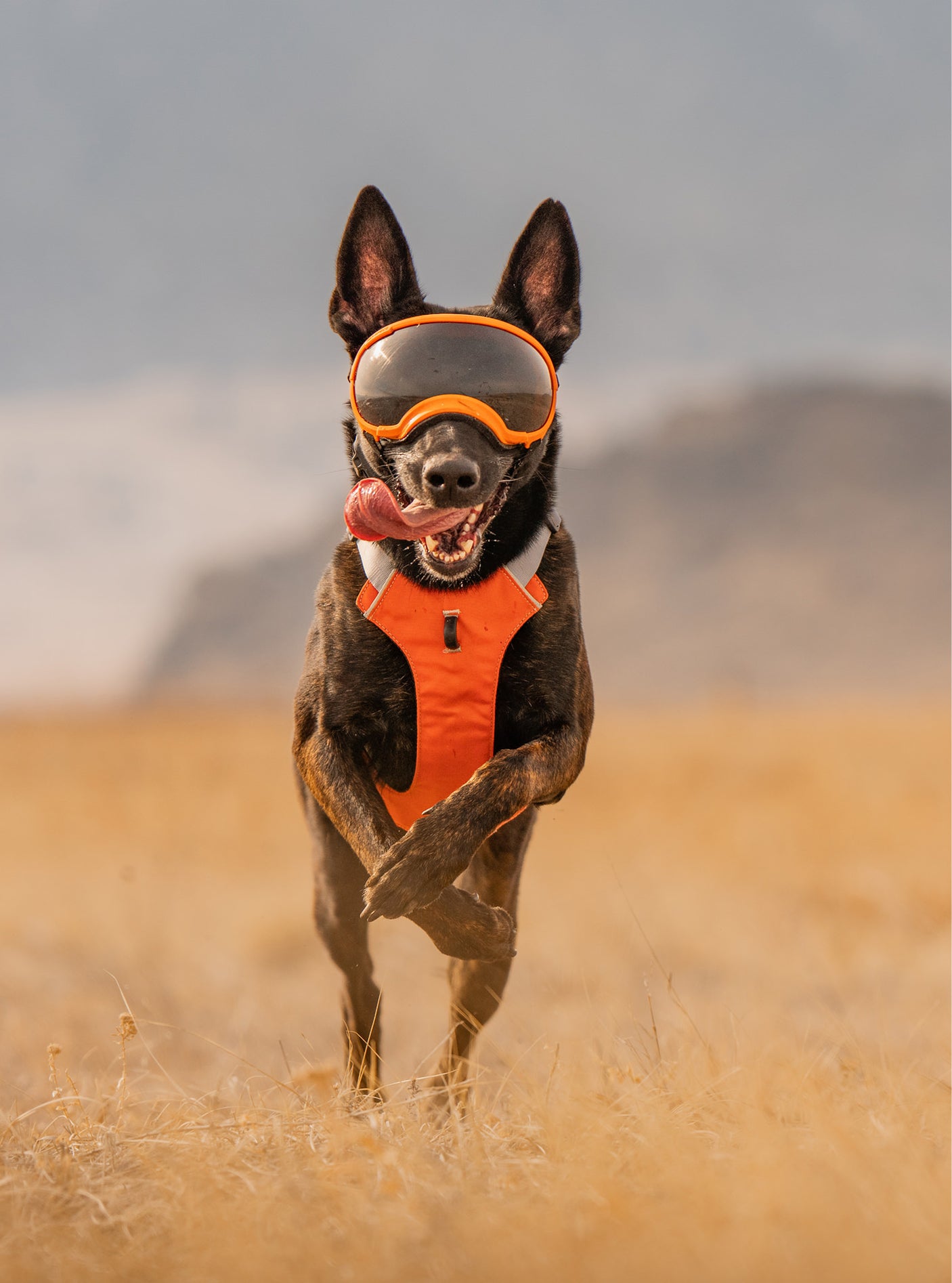 Trailhead Dog Harness