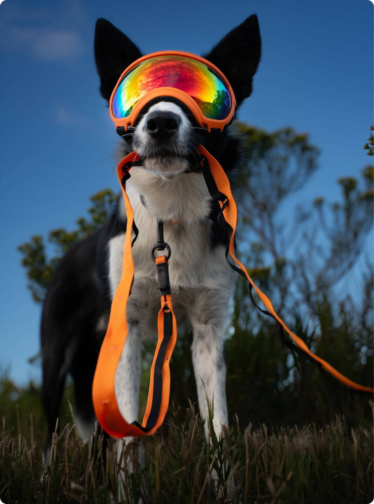 Trailhead Leash Dual Snap