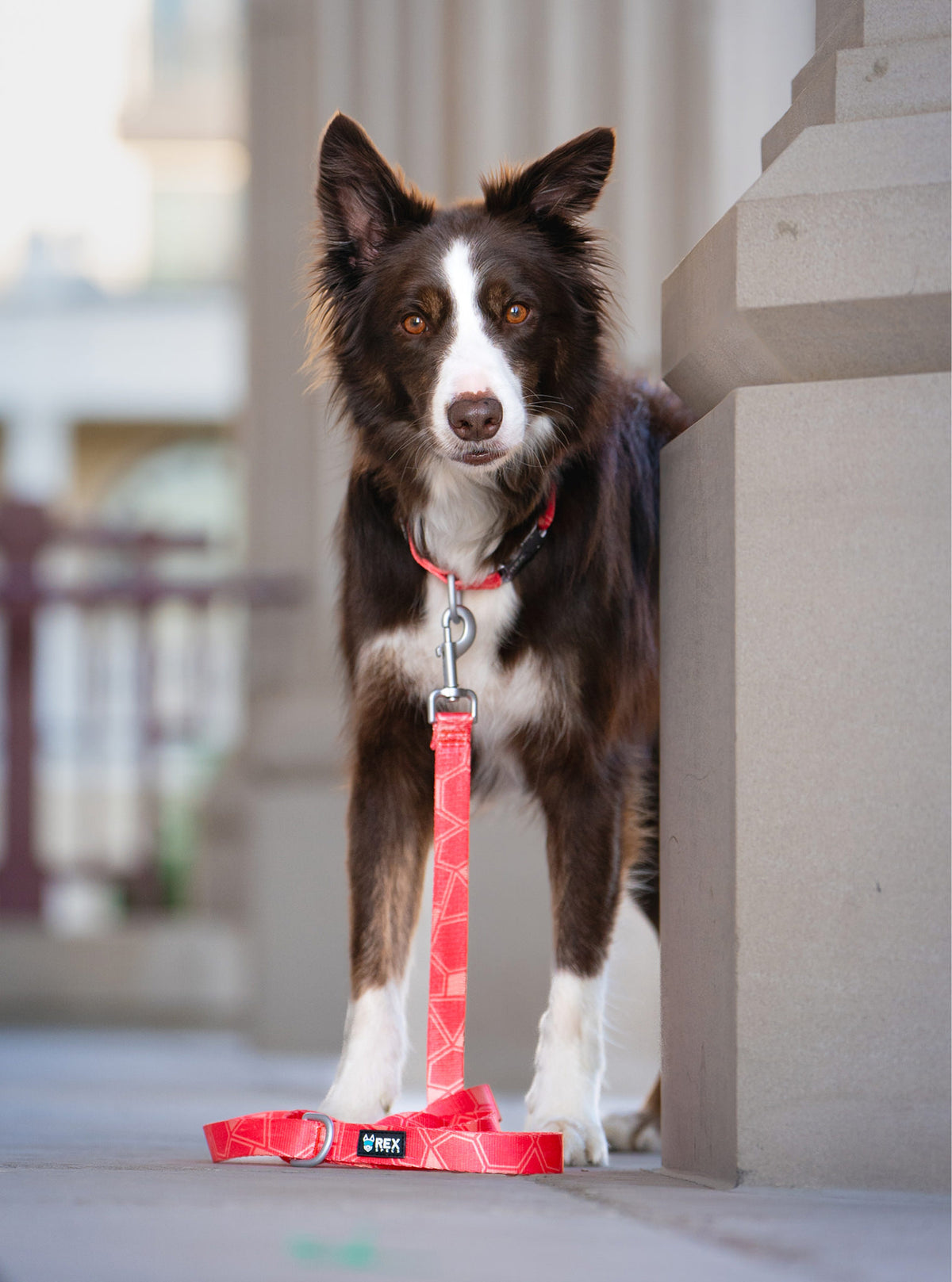 Trails End Leash