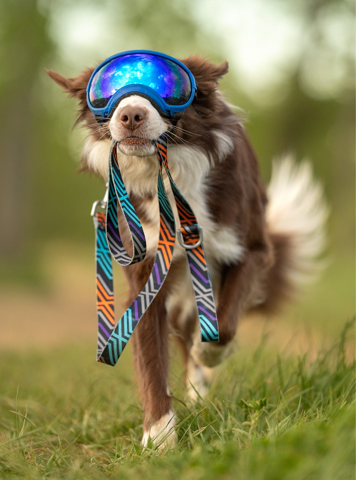 Trails End Leash