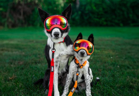 Ozark Orange Trailhead Collar in-use