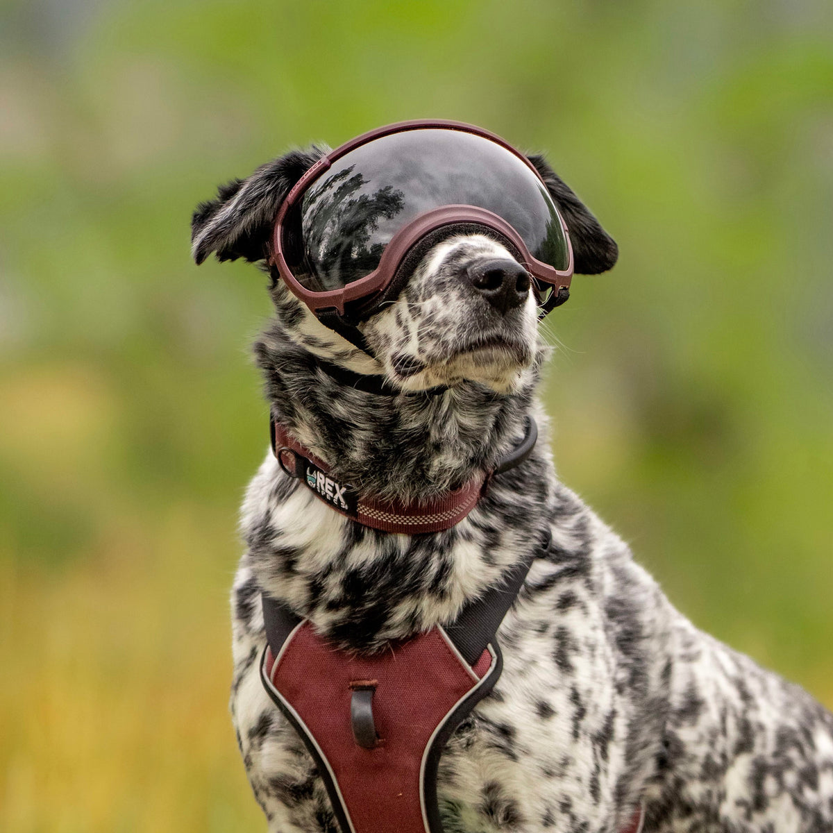 Goggles for Dogs - V2