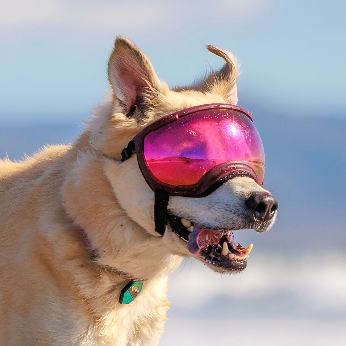 Goggles for Dogs - V2