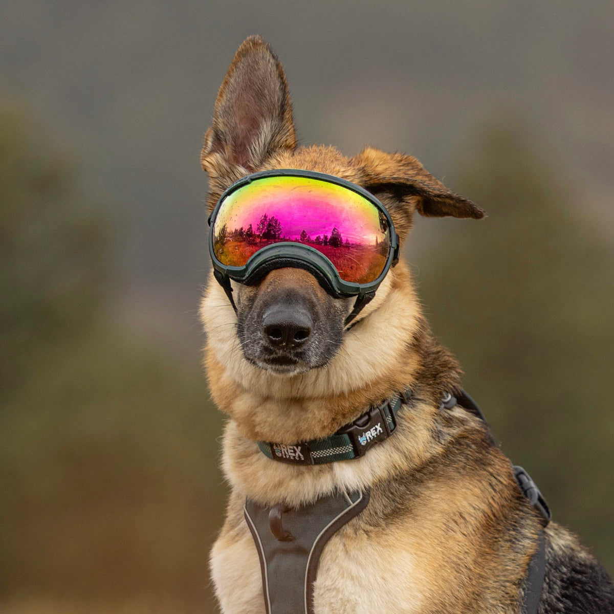Goggles for Dogs - V2