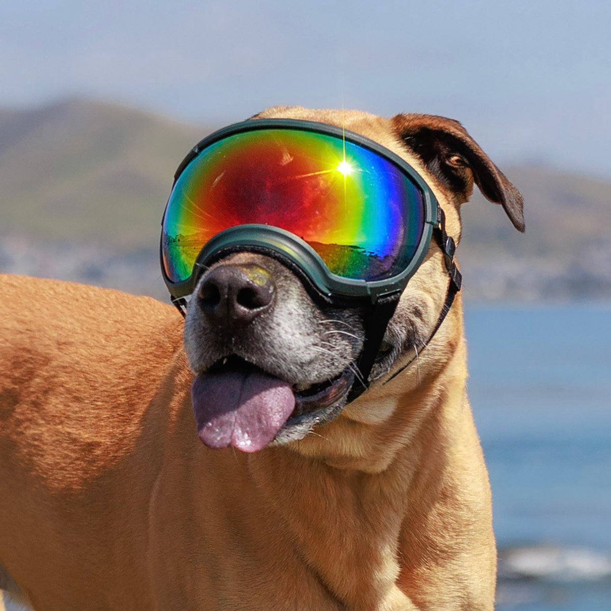 Goggles for Dogs - V2