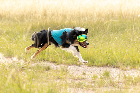 Essential Summer Safety Tips for Dog Owners