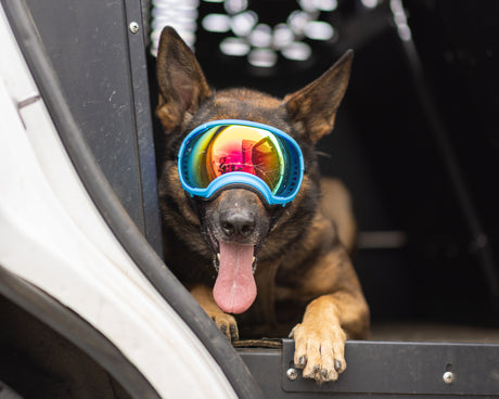 Real Dogs, Real Missions: Unstoppable Police K9 with Pannus