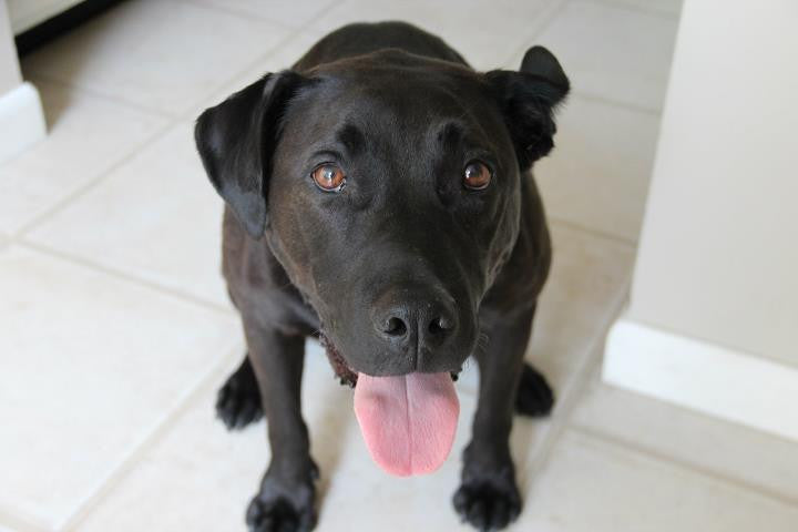 Black lab smiles at the camera with his tongue out.