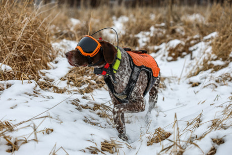 Real Dogs. Real Missions: Chestnut the Pheasant Hunting Dog