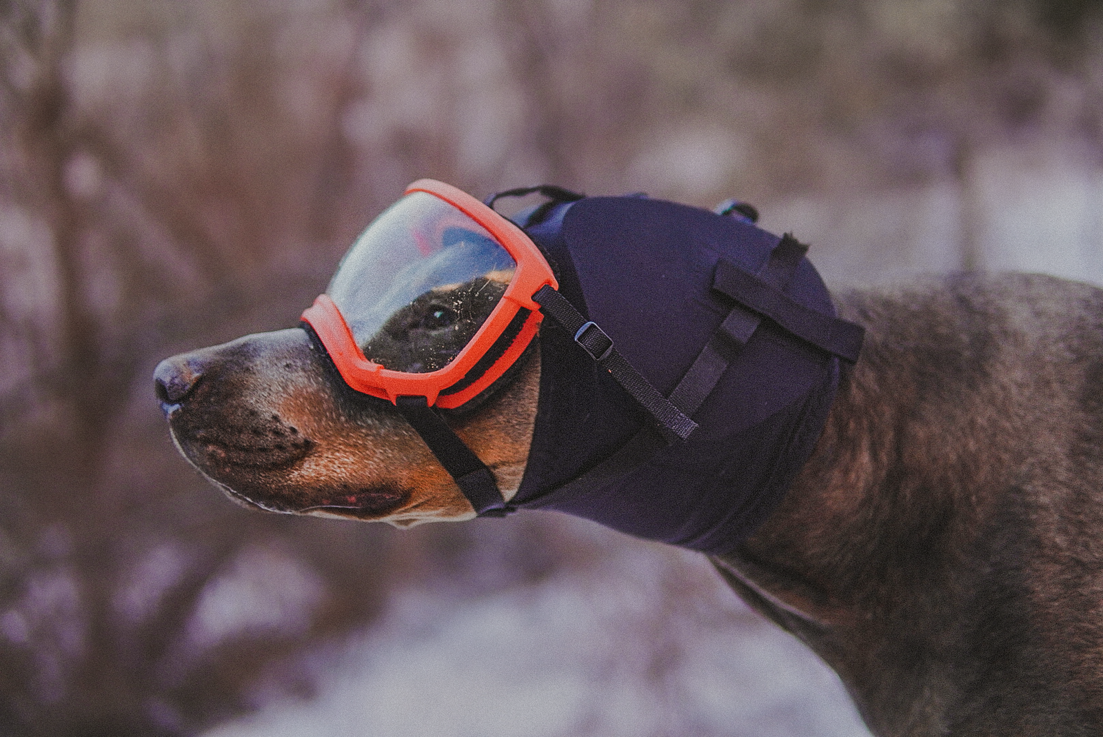 Dogs' Remarkable Hearing: Anatomy, Differences, and Protection