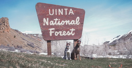 Wilderness Wanderers: Exploring the Impact of Dogs in National Forests