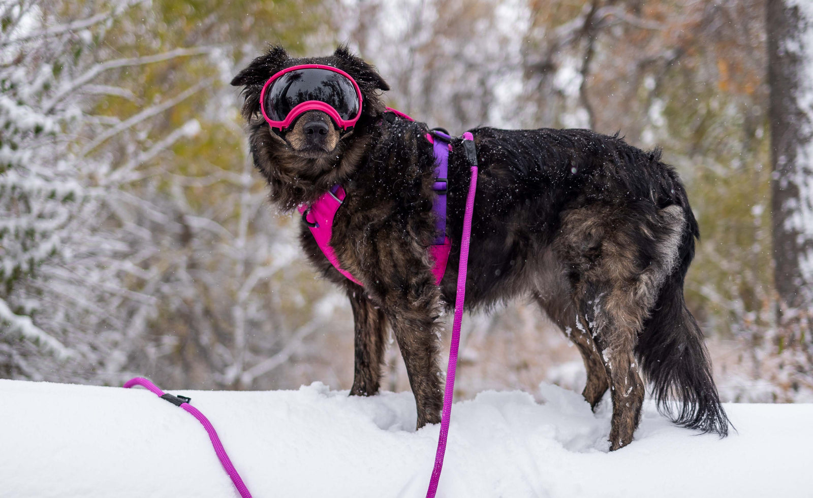 Real Dogs. Real Missions: Meet Dale