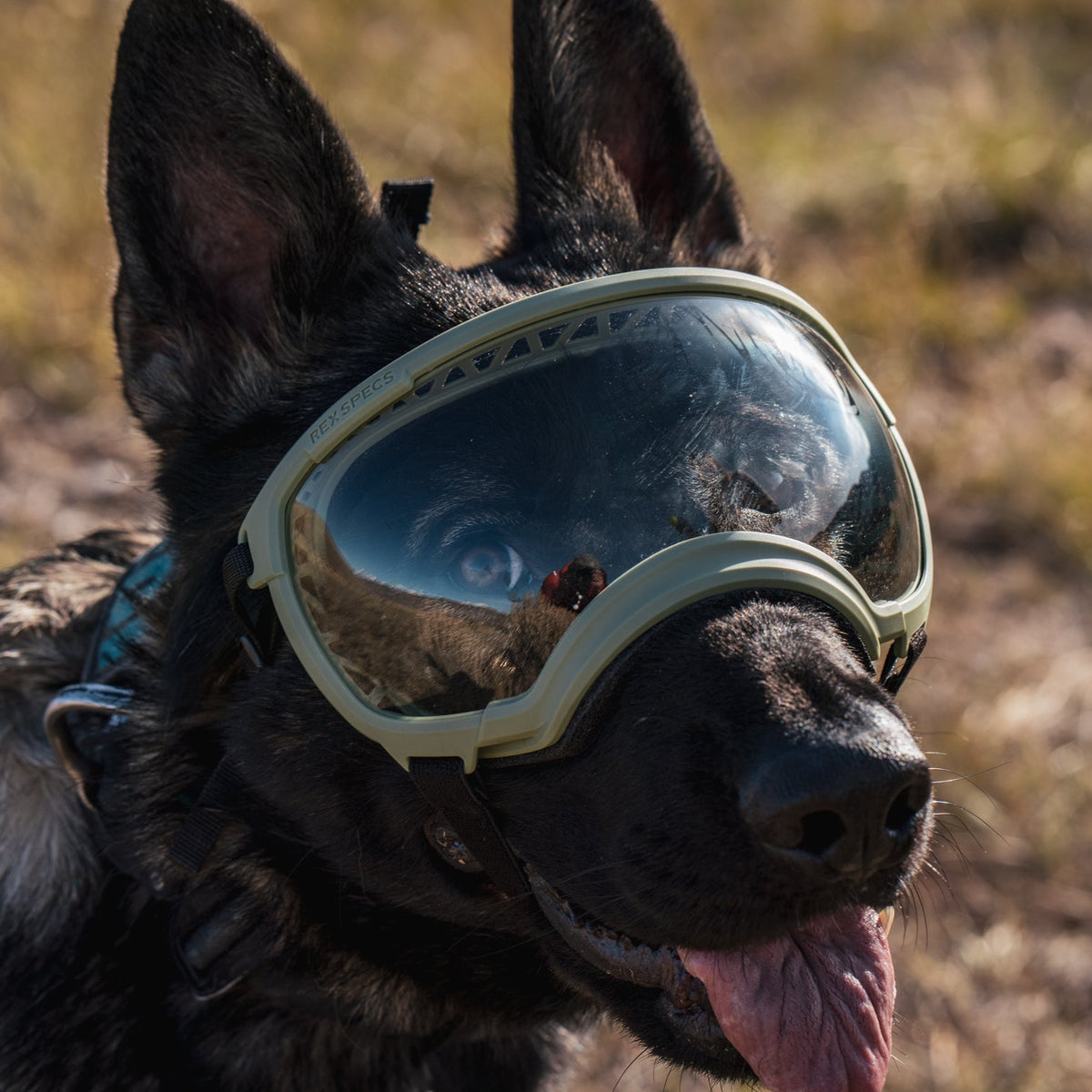 Understanding Pannus in Dogs & Eye Protection | Rex Specs