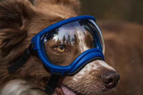 Built to Work: Why the Right Gear Makes A Difference for Service Dog Teams