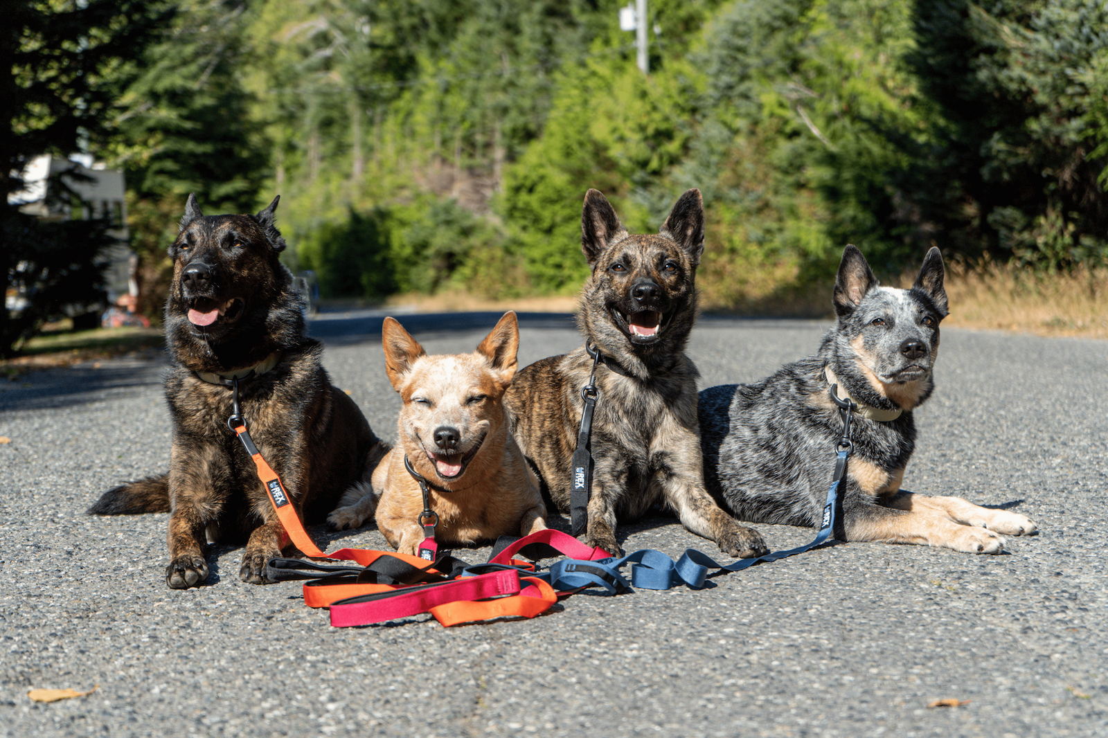 An Unstoppable Pack - Meet the West Coast Heeler Pack