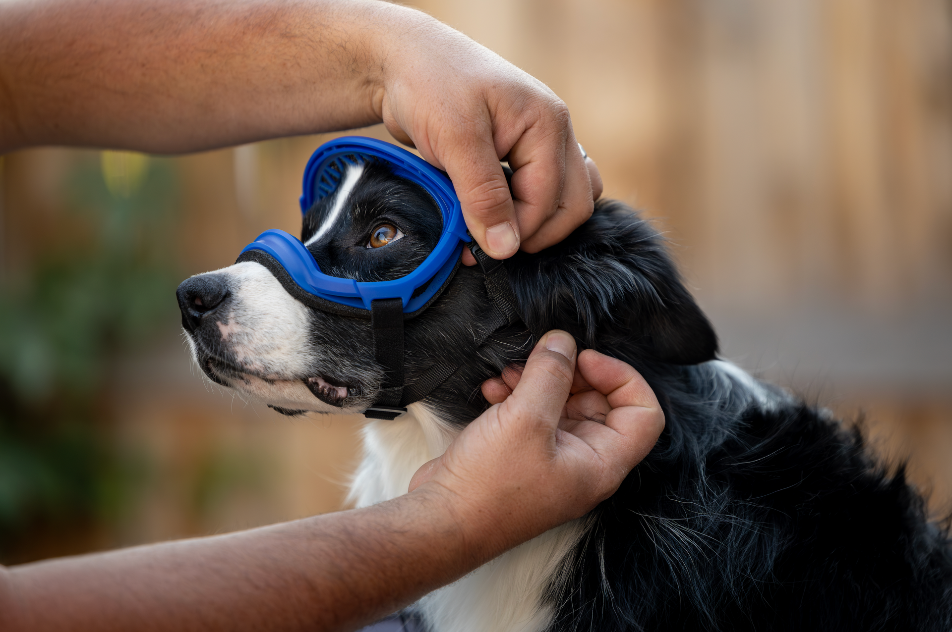 Rex Specs 犬用ゴーグル Sサイズ REX SPECS Goggles V2 夏の紫外線から