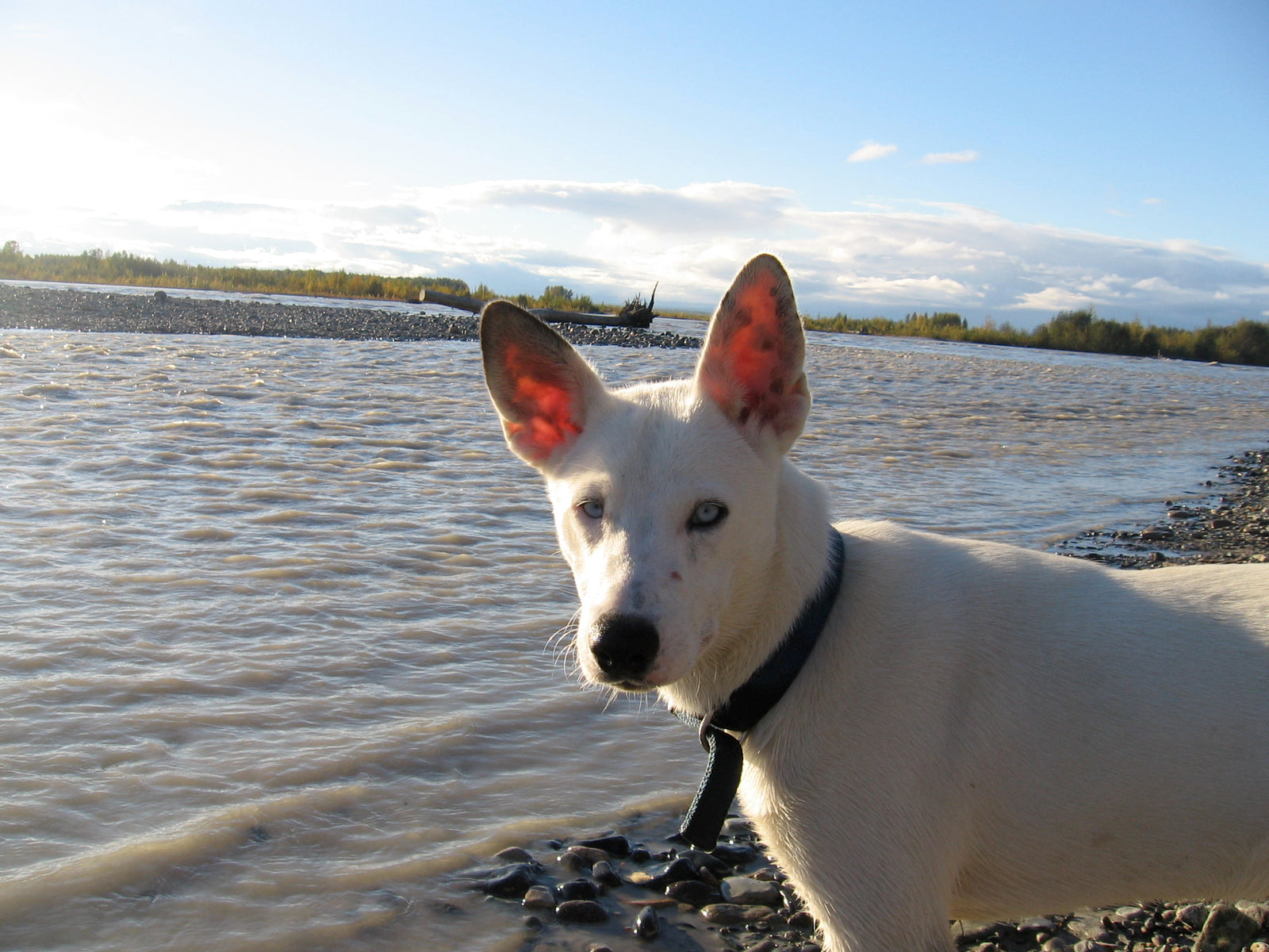 Yaz the dog posing in front of a river