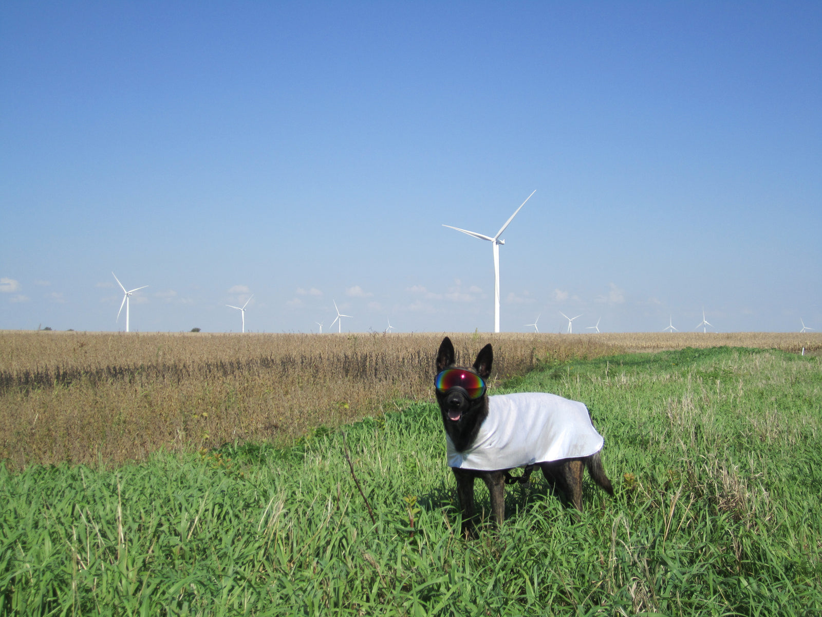 Dog wearing Rex Specs dog goggles in a field of windmills
