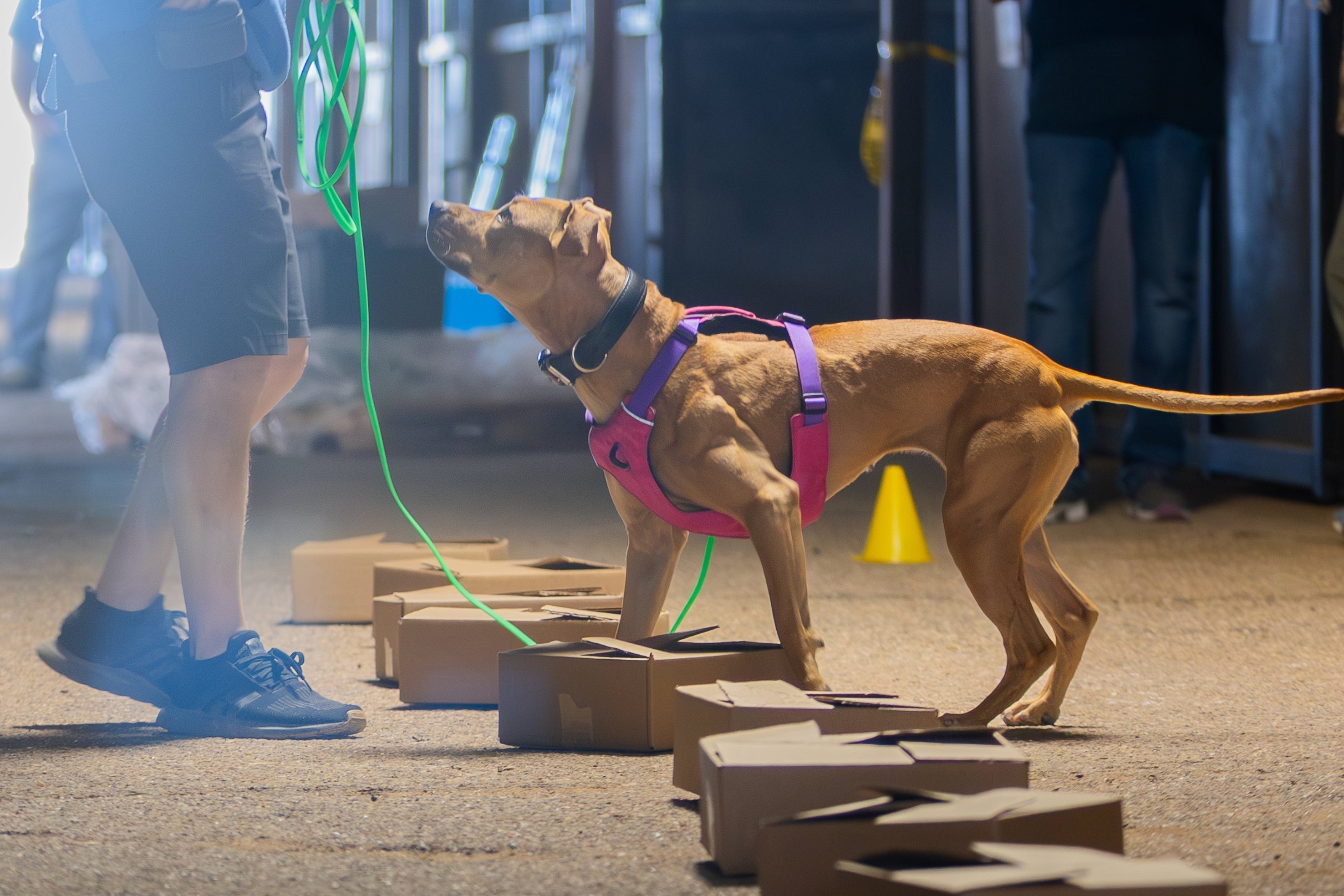 Real Dogs. Real Missions: From Sports to Service Work – Rex Specs