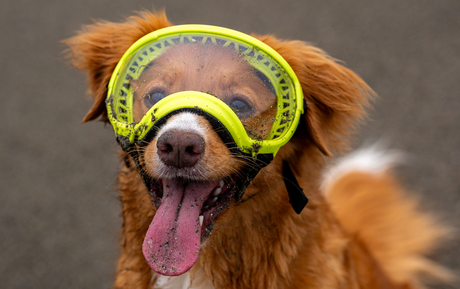 Understanding Lens Durability - Rex Specs V2 Dog Goggles