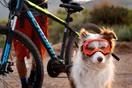 Mountain Biking with Your Dog: Everything You Need to Know