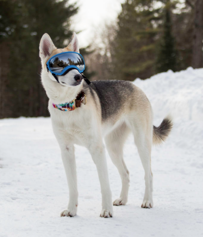 Dogs That Hike Thanks for the Review Rex Specs