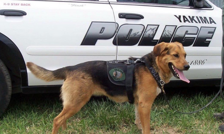 Police K9 poses in front of a Yakima Police Car