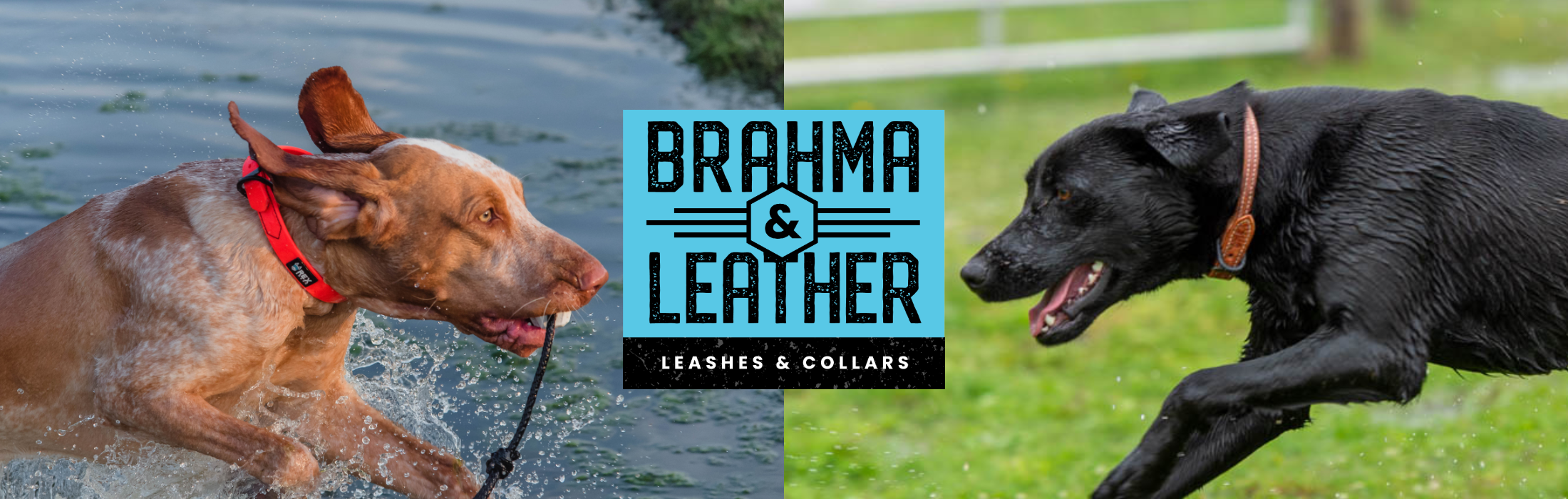 Weaver Leather Hundehalsband Brahma Webb – Wasserdicht, Pflegeleicht