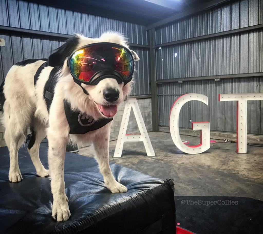 The Super Collies pose in Rex Specs Dog Goggles before performing on America's Got Talent