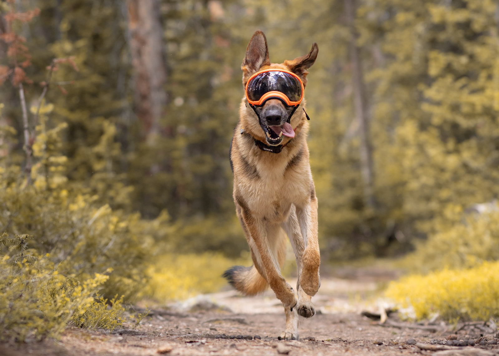 Dog-Friendly Trails We Love in ME, OR, UT, and WY
