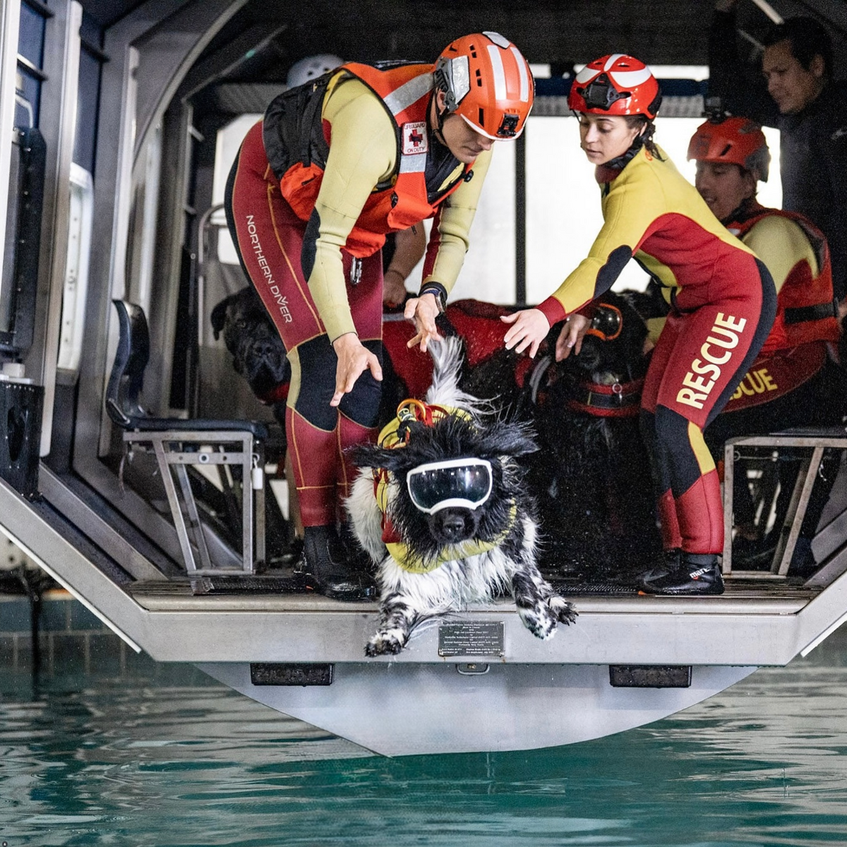 Meet the K9 Lifeguards: Inside the World of Water Rescue Dogs – Rex Specs